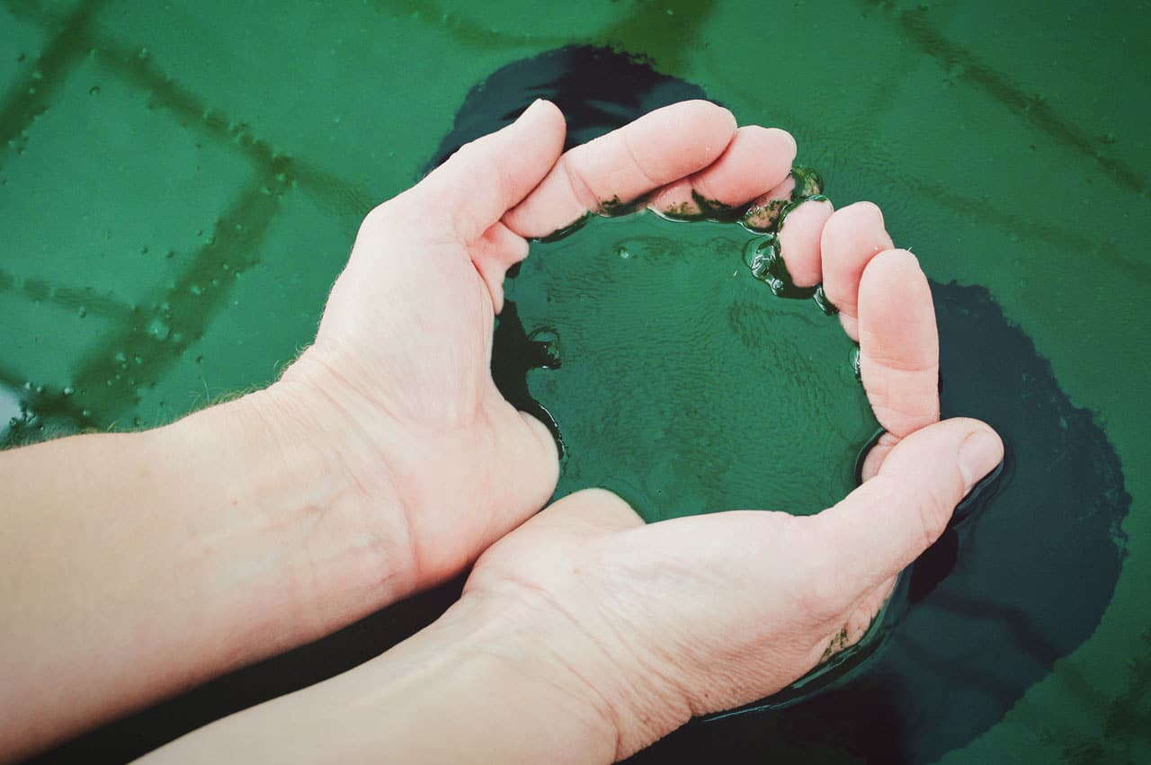 alga klamath in a persons hands